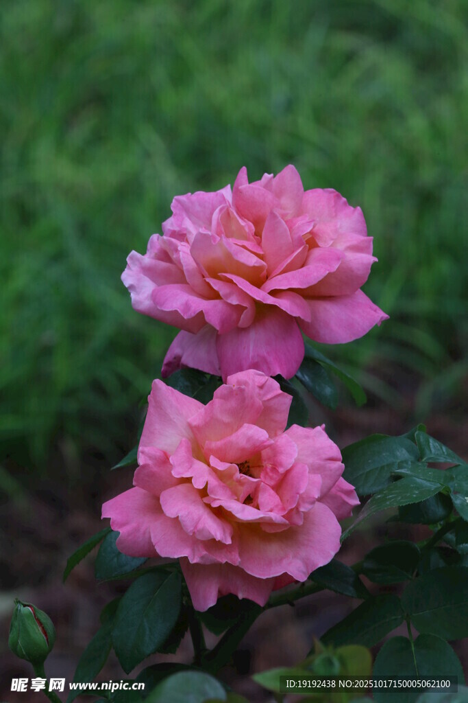 月季花 
