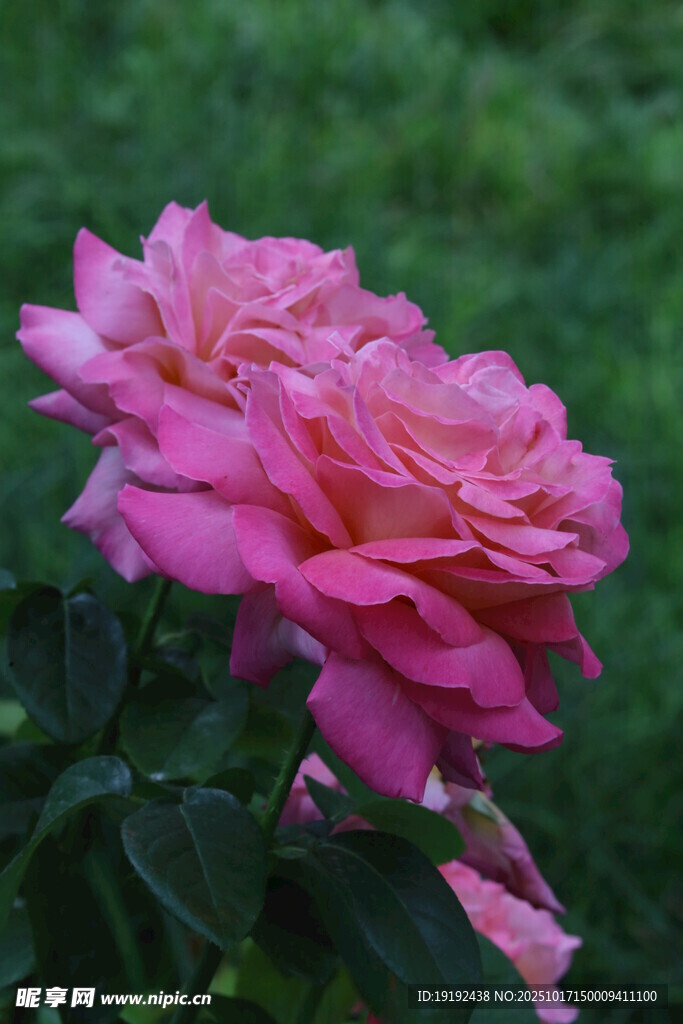 月季花 