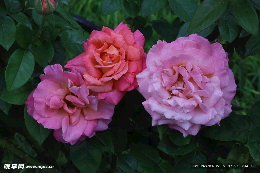 月季花  