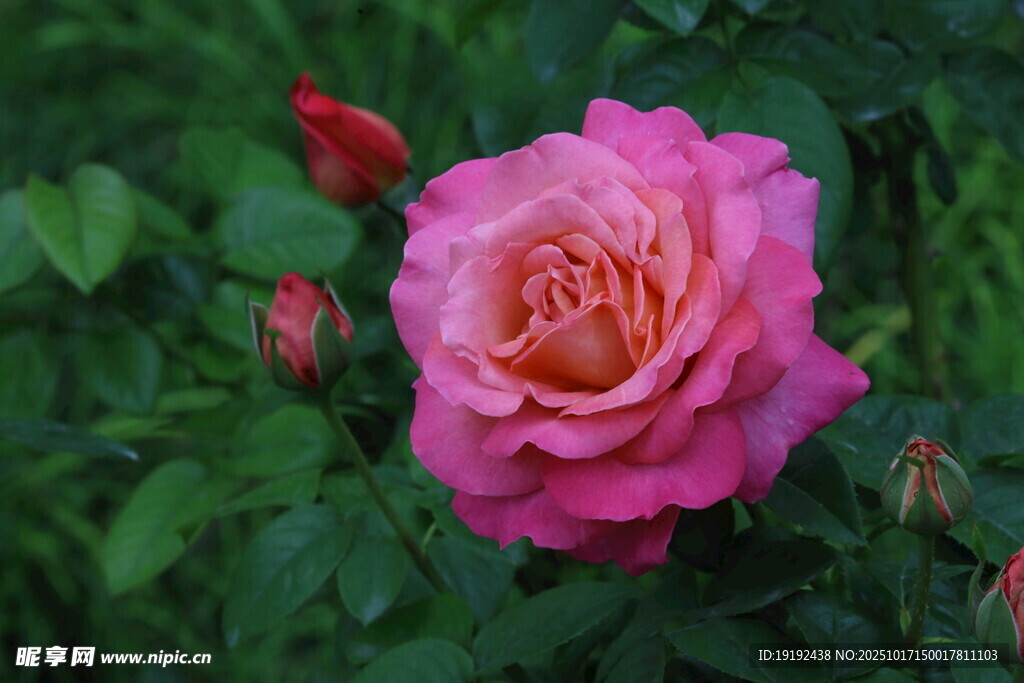 月季花  