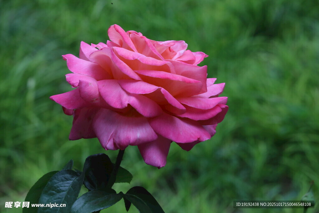 月季花  