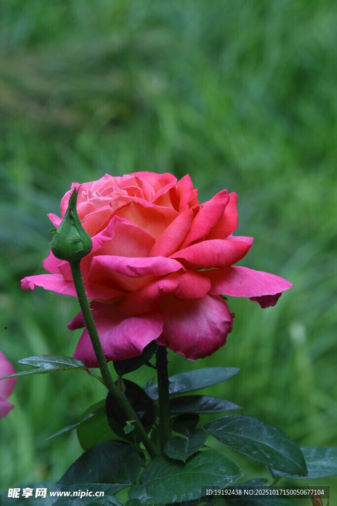 月季花  