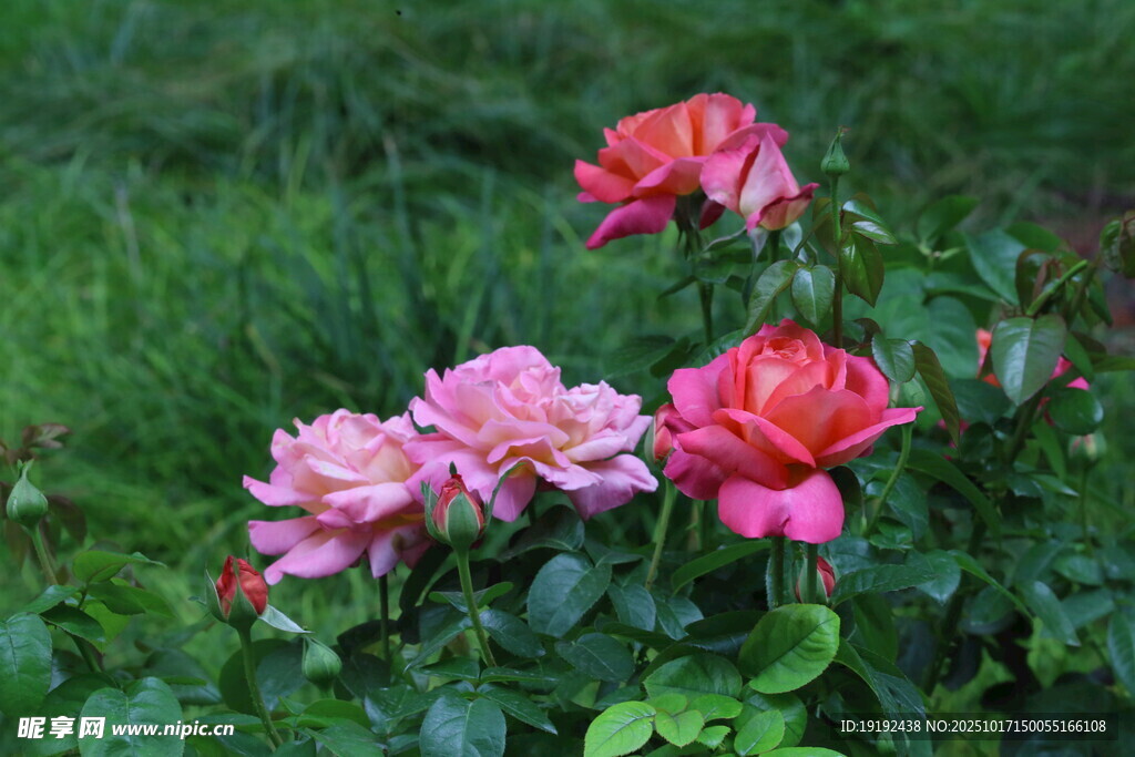 月季花 