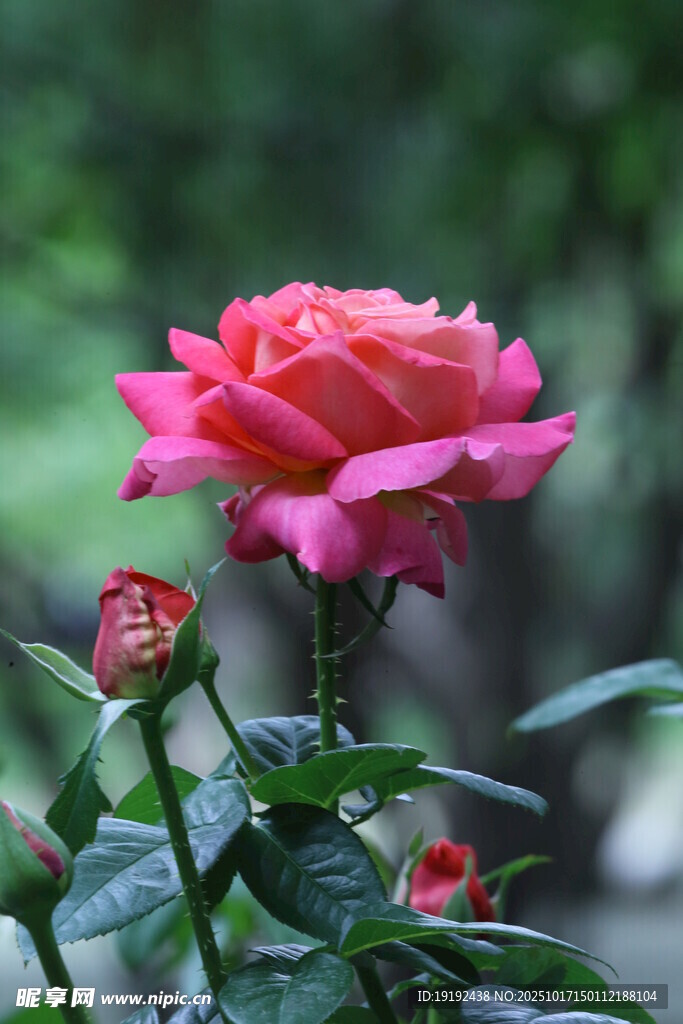 月季花  