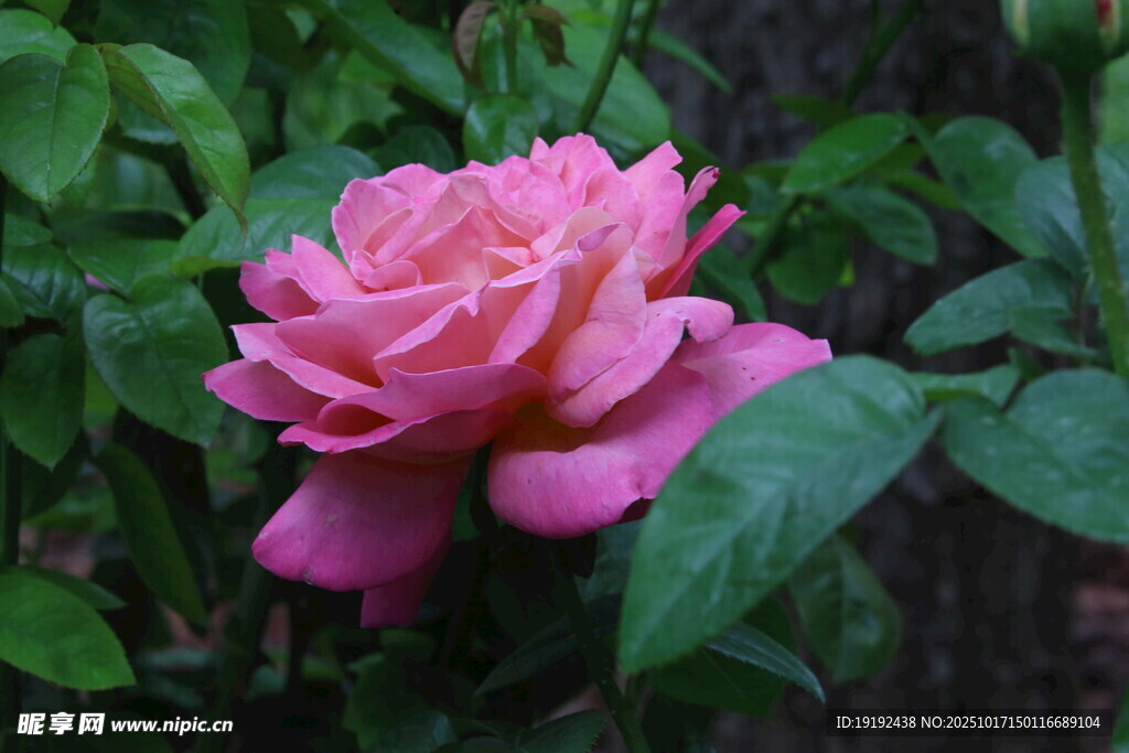 月季花  
