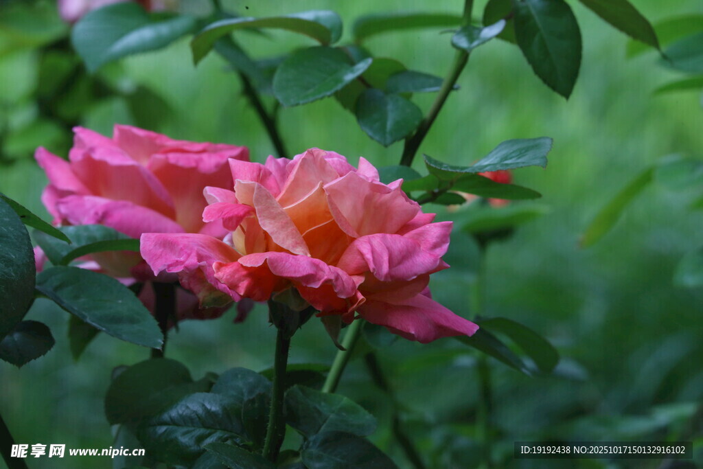 月季花  