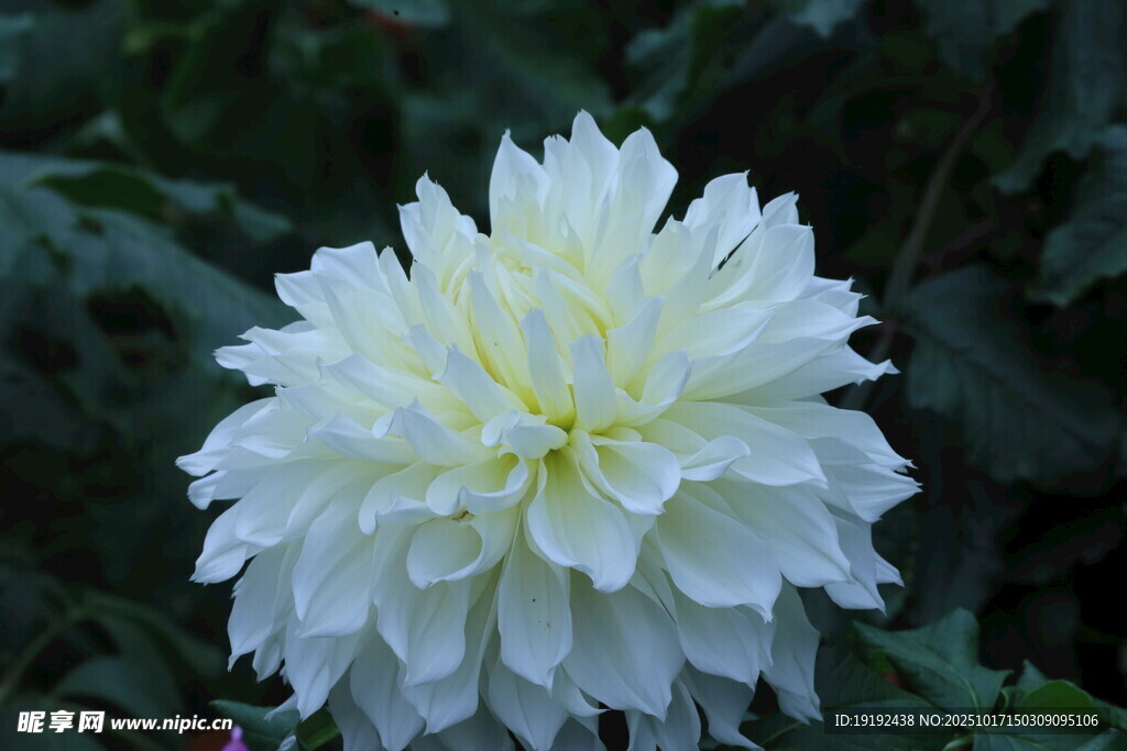 大丽花 