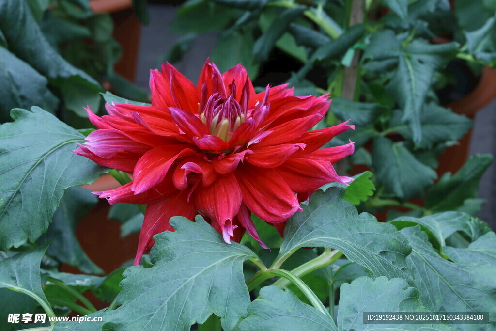 大丽花  