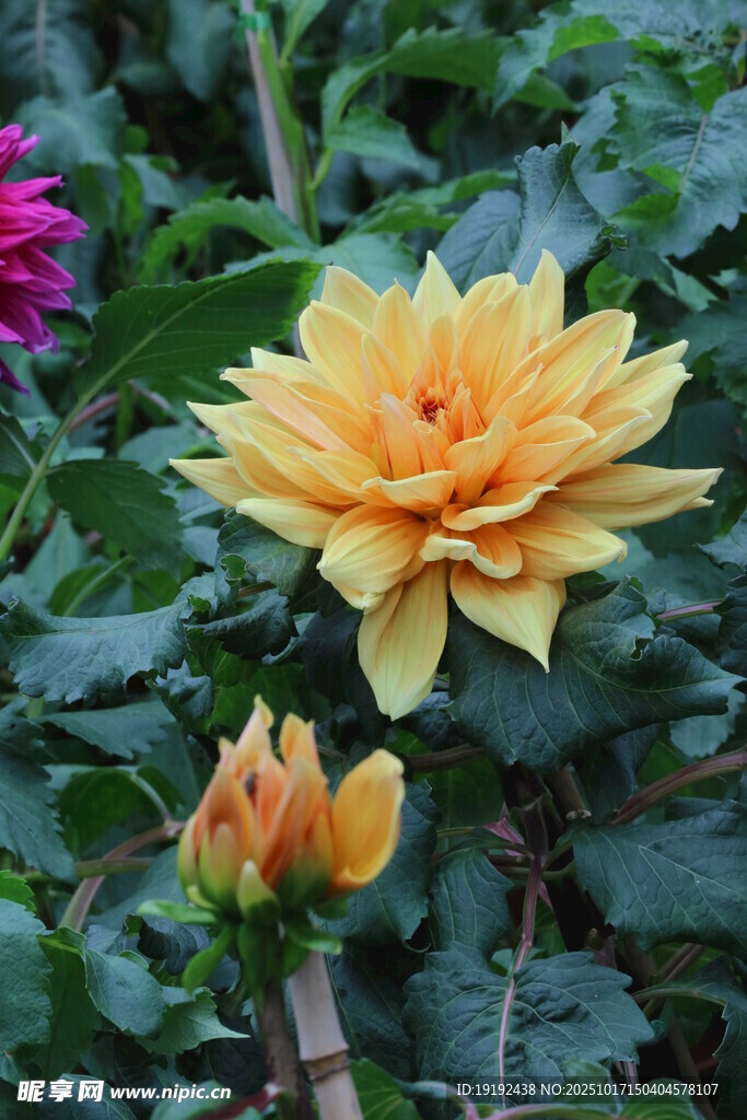 大丽花 