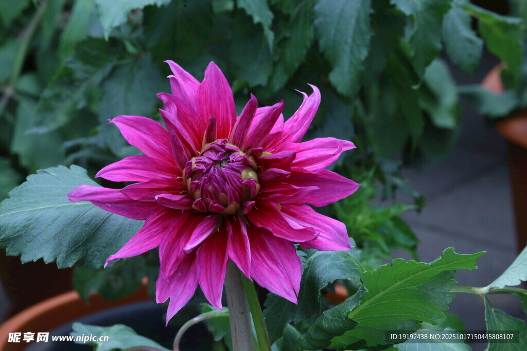 大丽花 