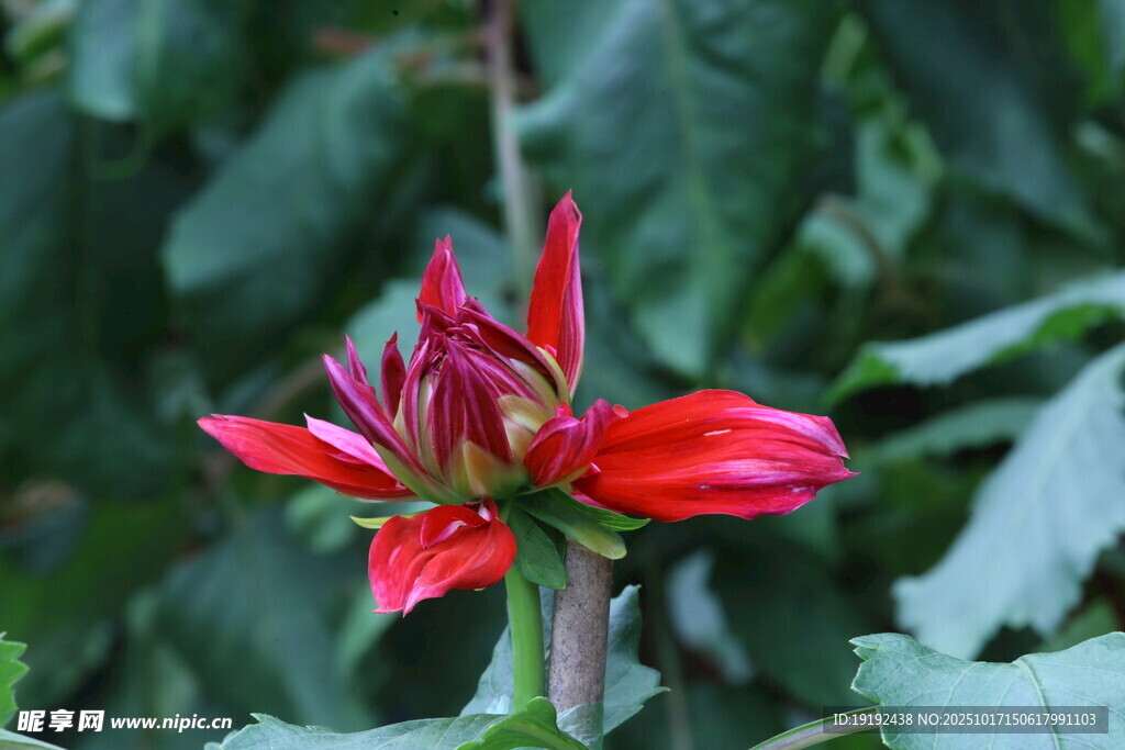 大丽花  