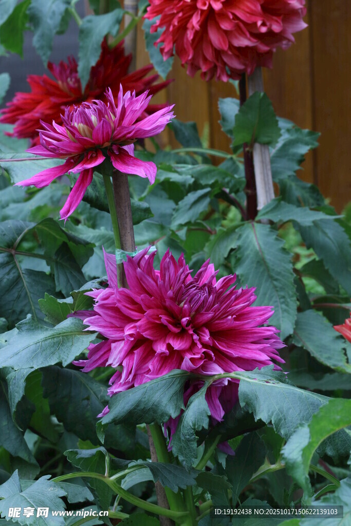 大丽花 