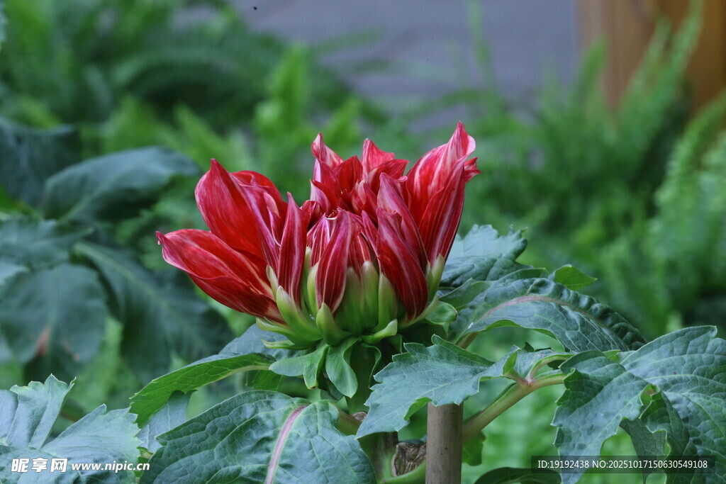 大丽花  
