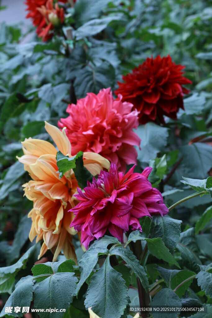 大丽花  