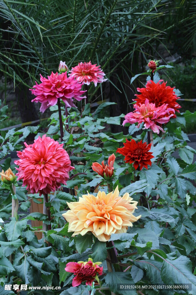 大丽花  