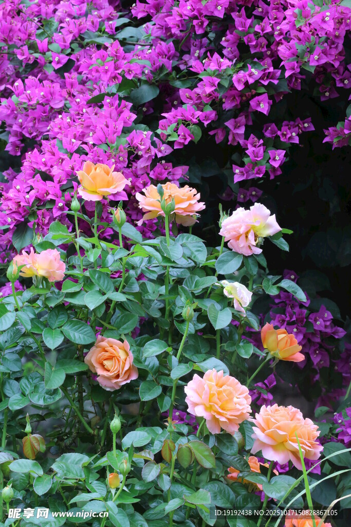 月季花  