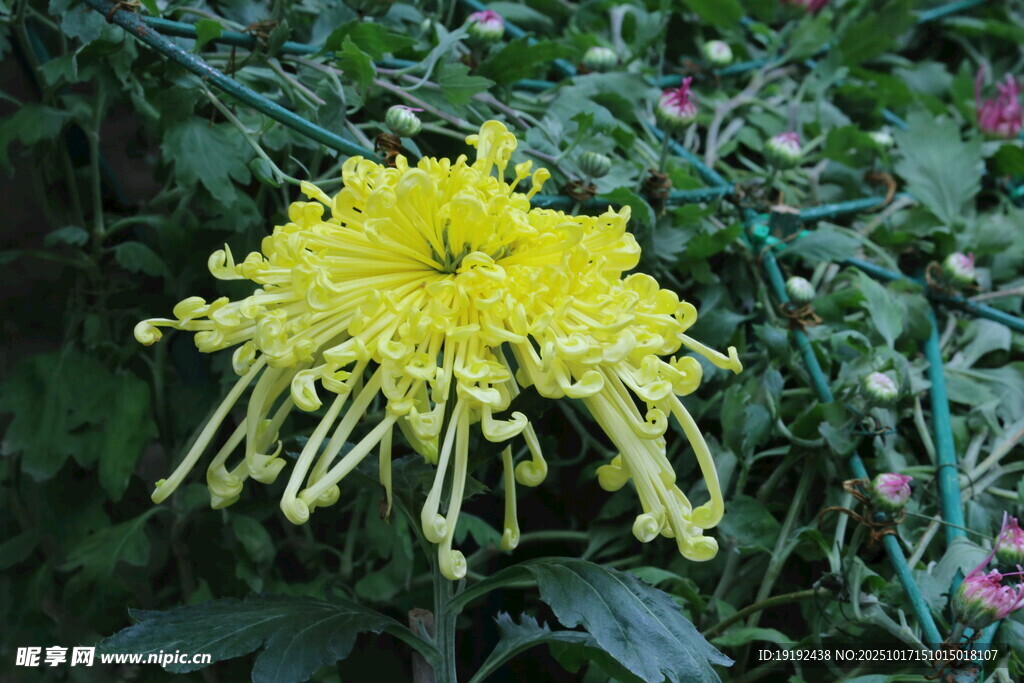 菊花 