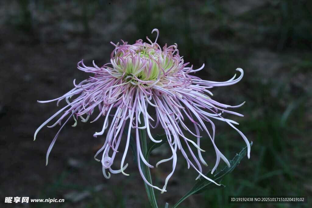 菊花  