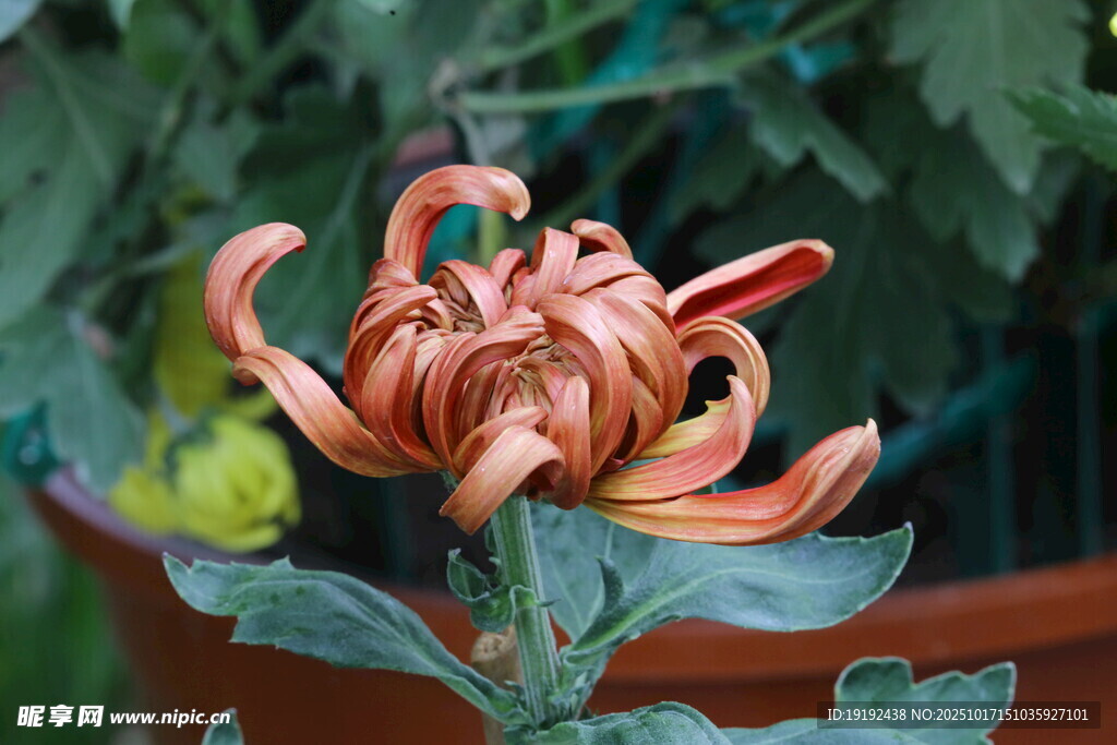 菊花 