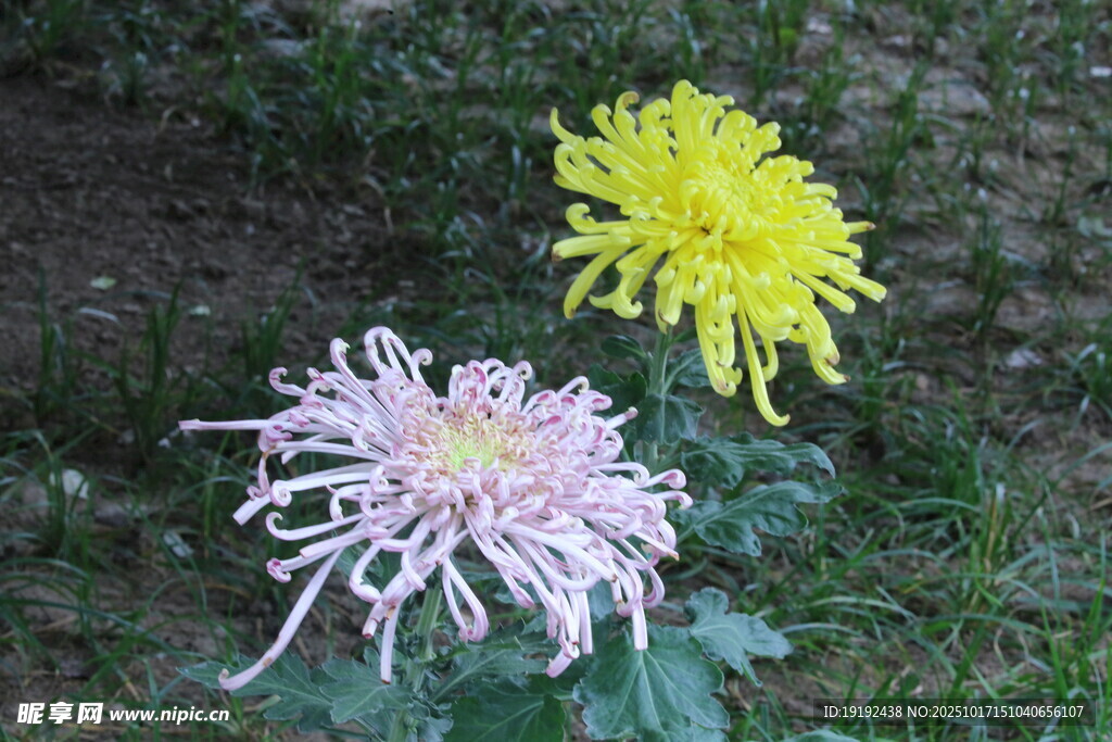 菊花 