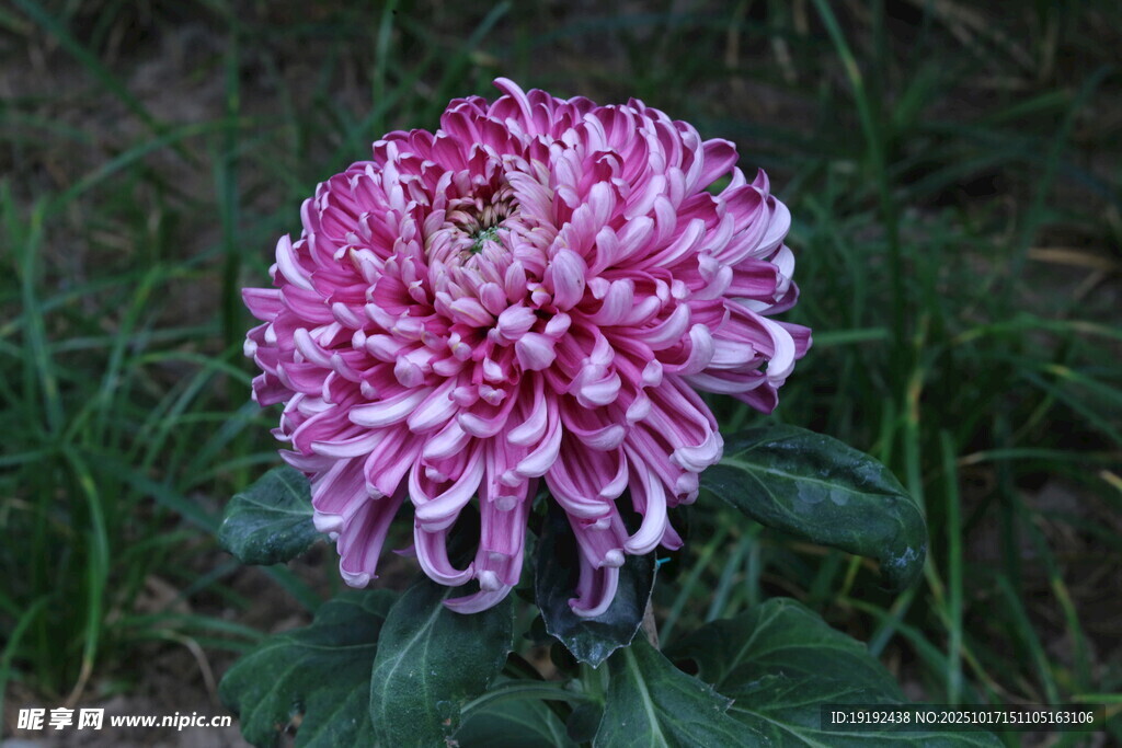 菊花 
