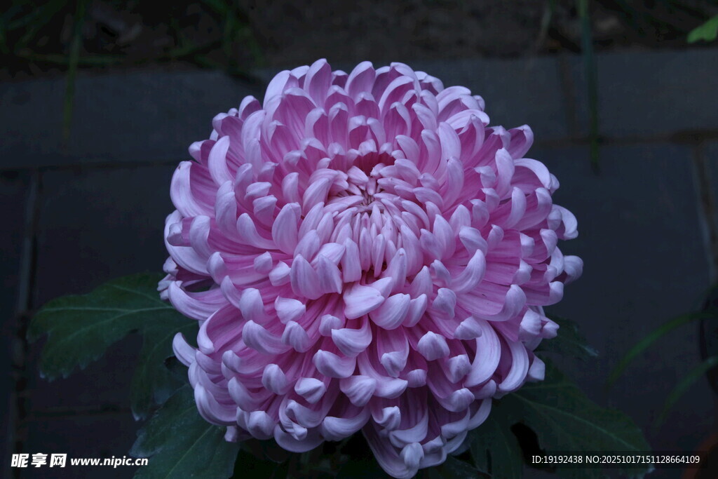 菊花  