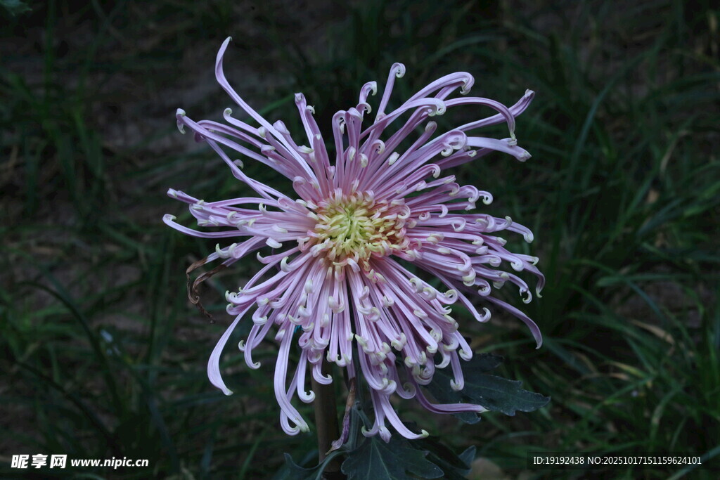 菊花  