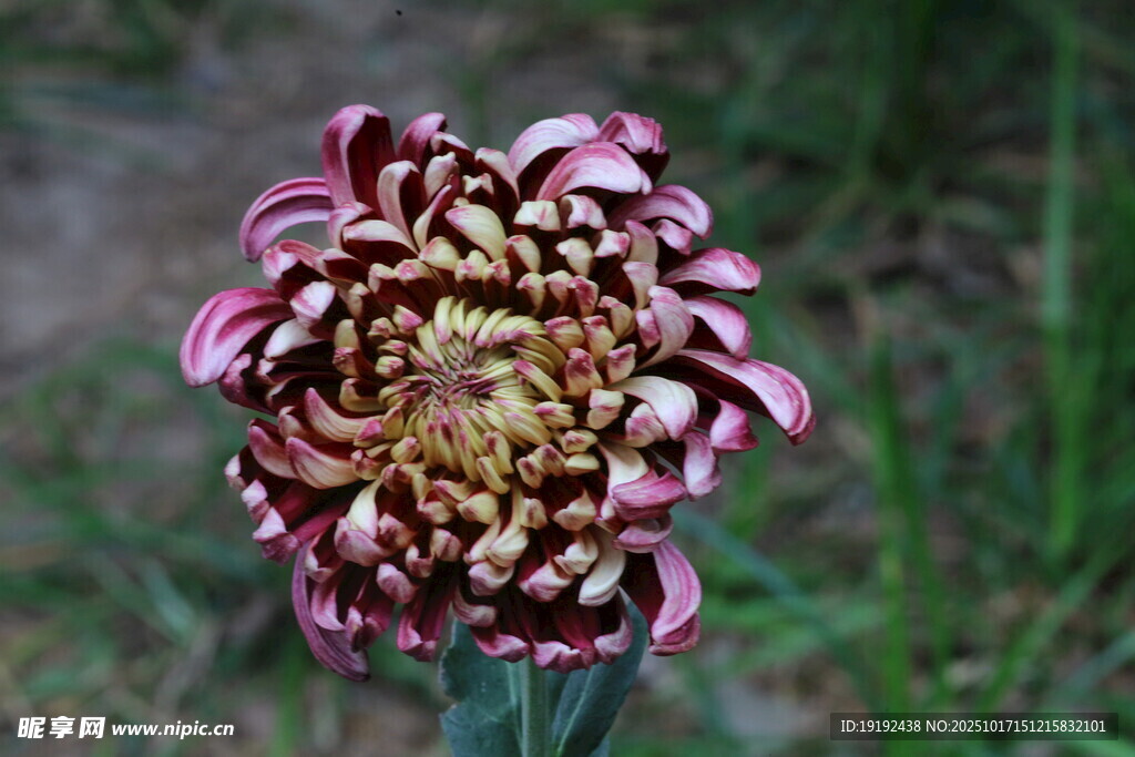 菊花  