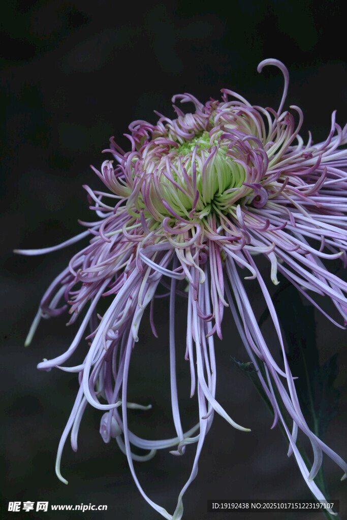 菊花  