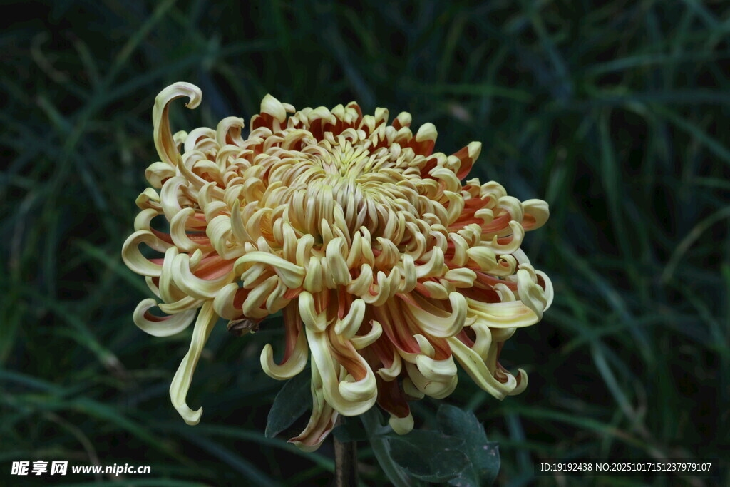 菊花  