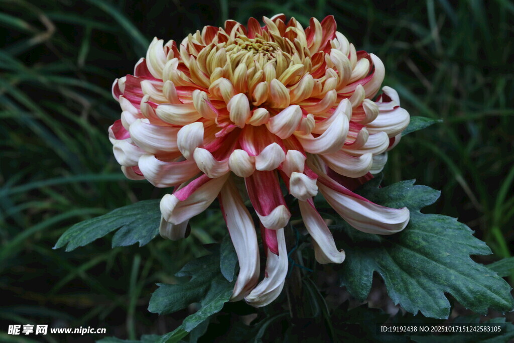 菊花  