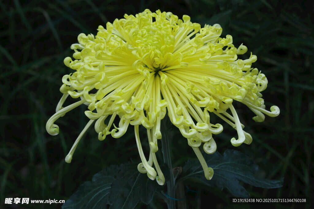 菊花 