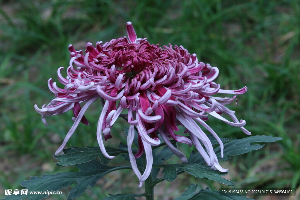 菊花  