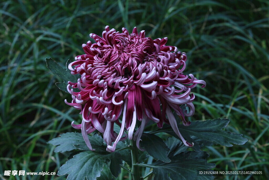 菊花  