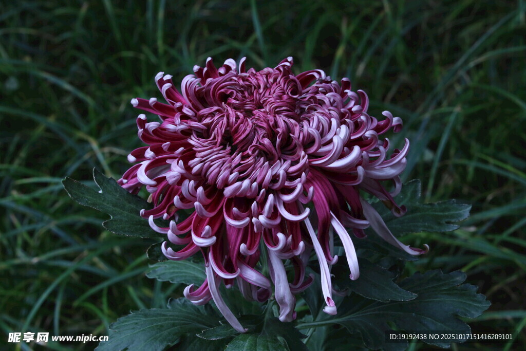 菊花 