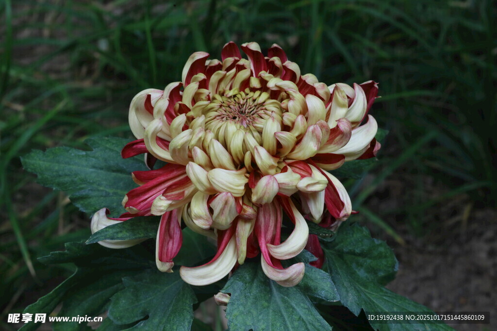 菊花  