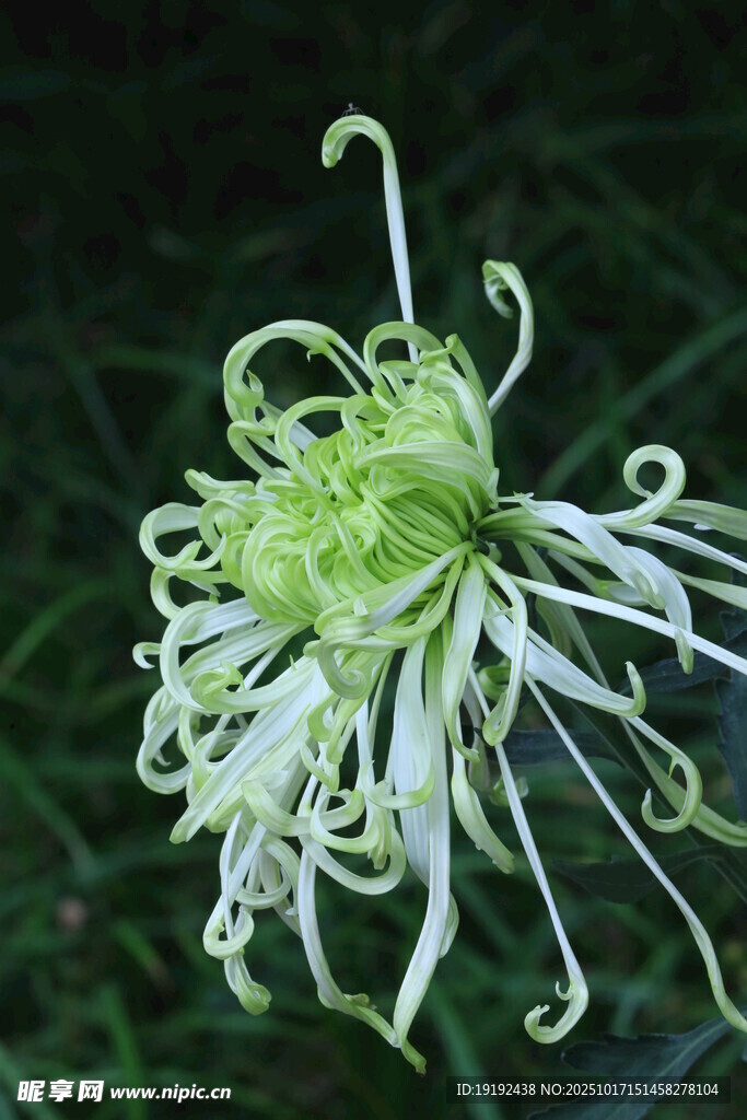 菊花 