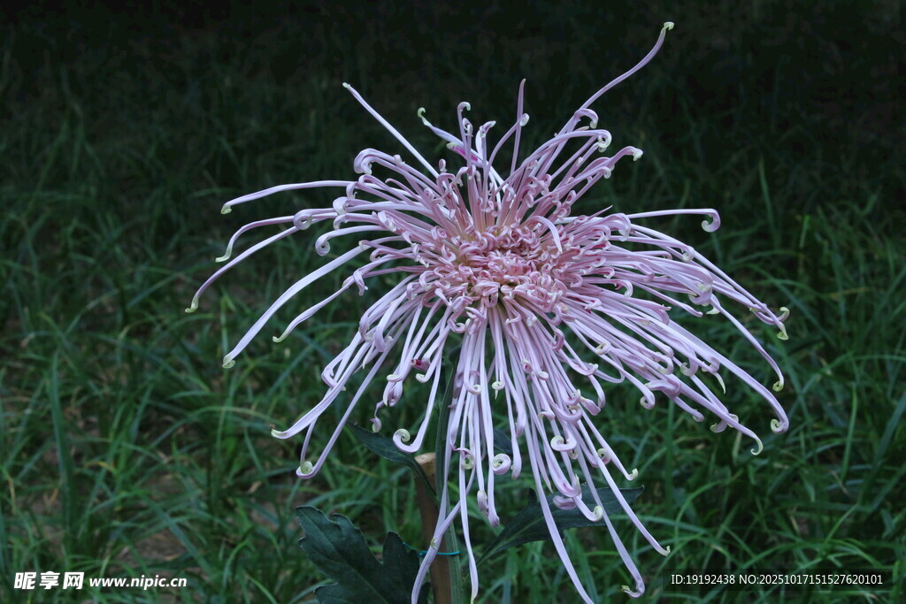菊花  