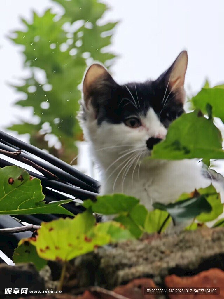 可爱的小猫  摄影