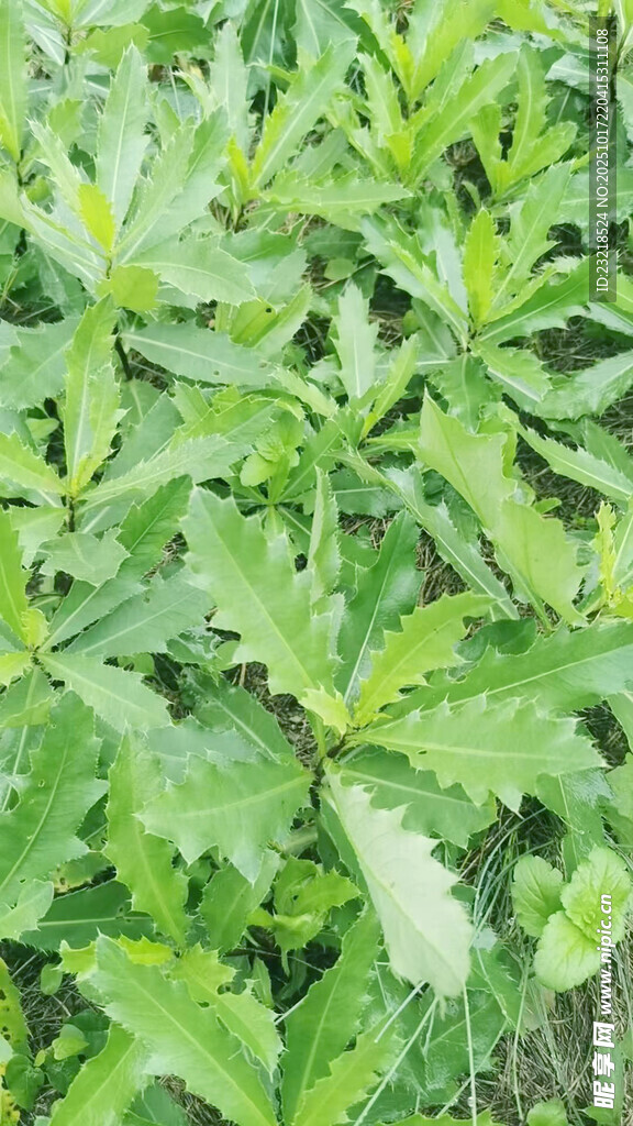 刺儿菜