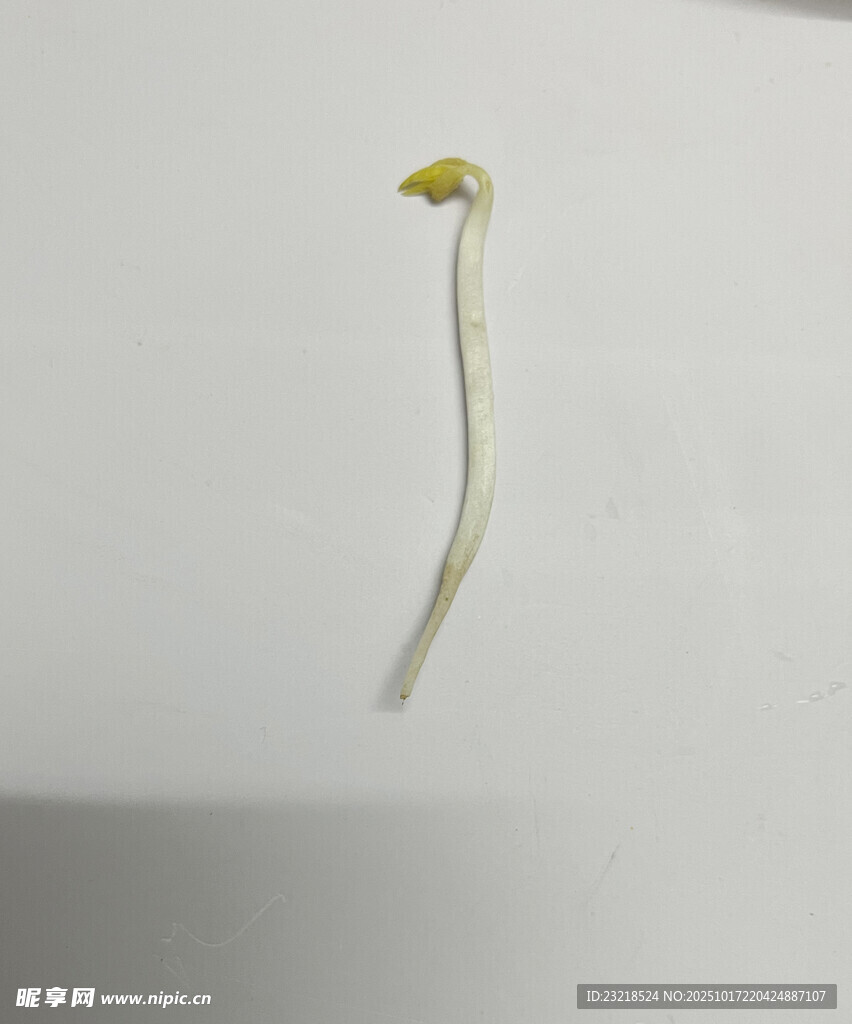 豆芽