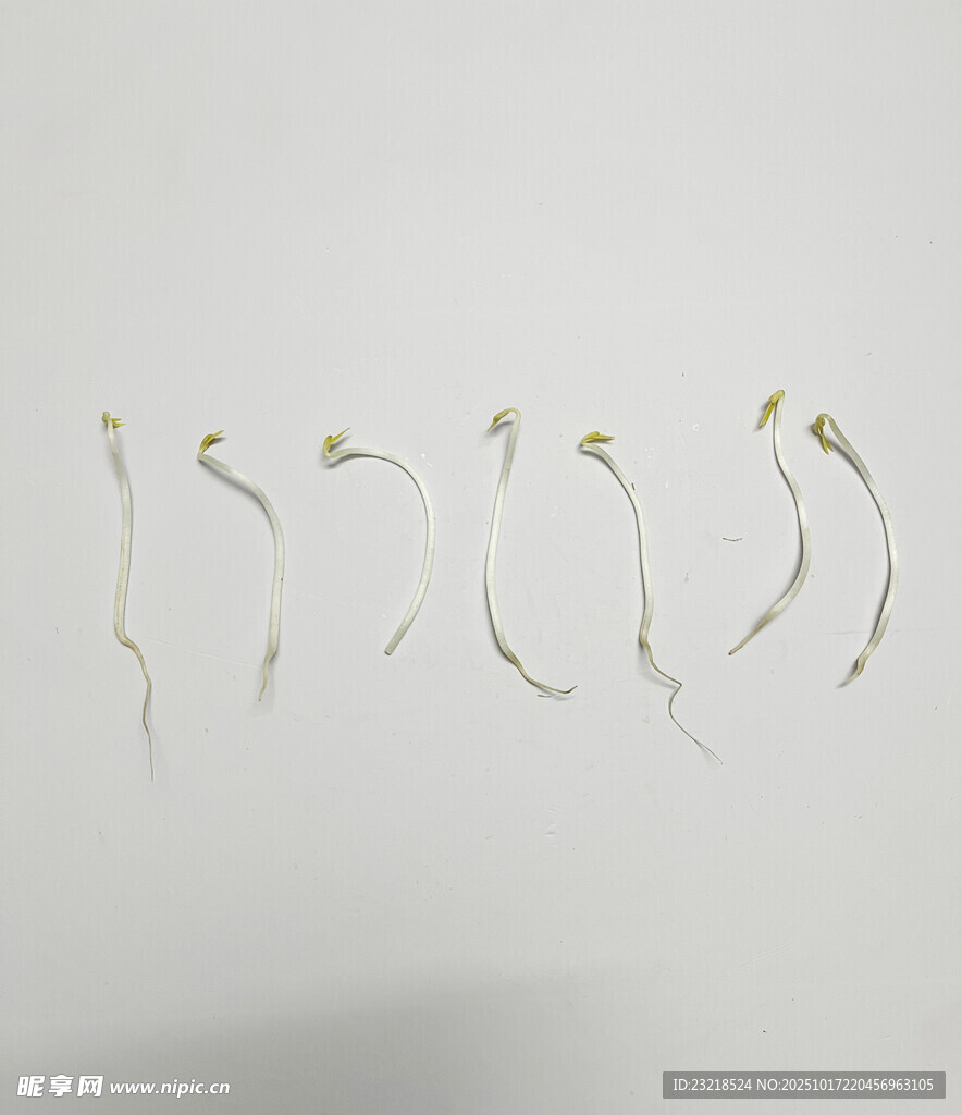豆芽