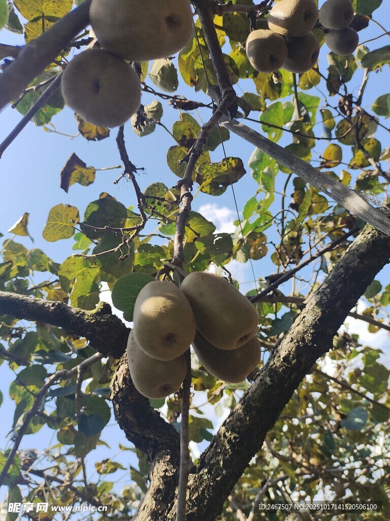 红心猕猴桃