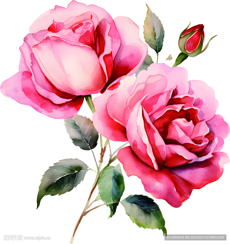 水彩粉色玫瑰花插画
