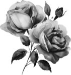 黑白玫瑰插画