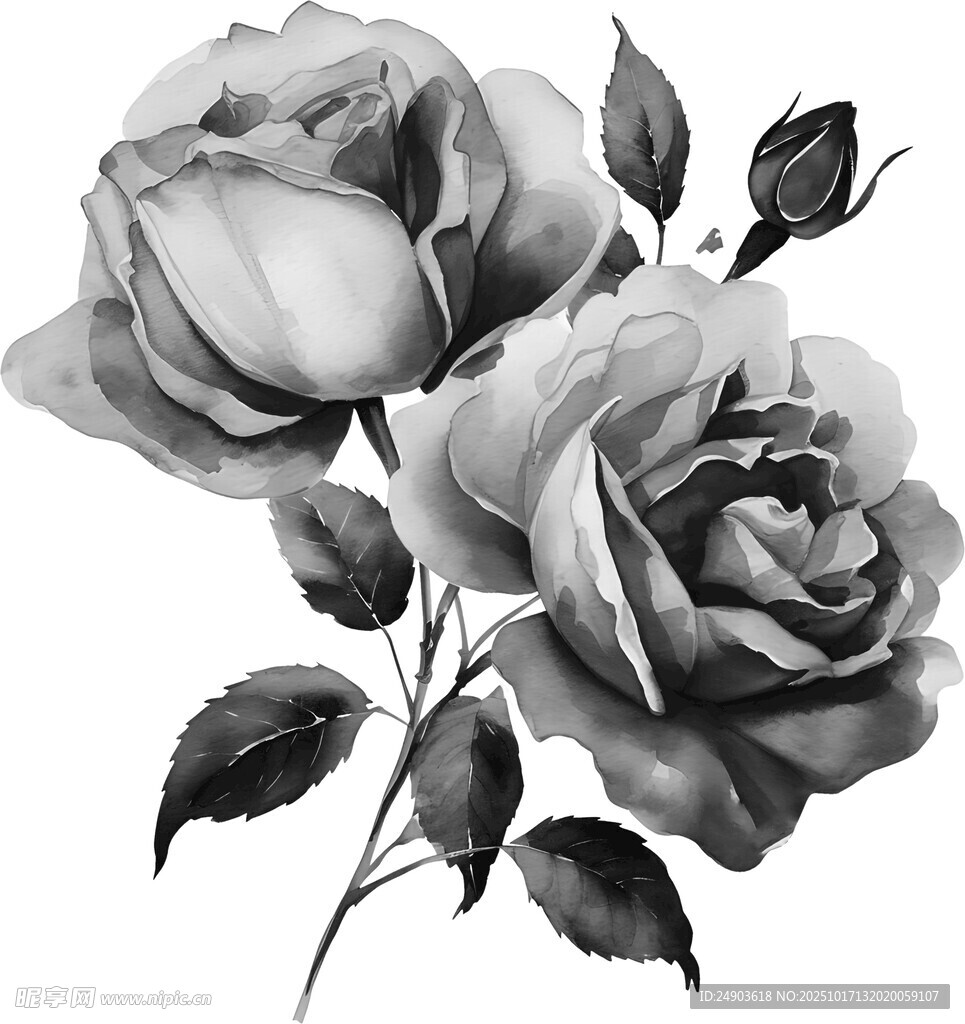 黑白玫瑰插画