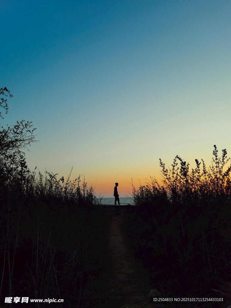 黄昏小径 草木间的静谧景象