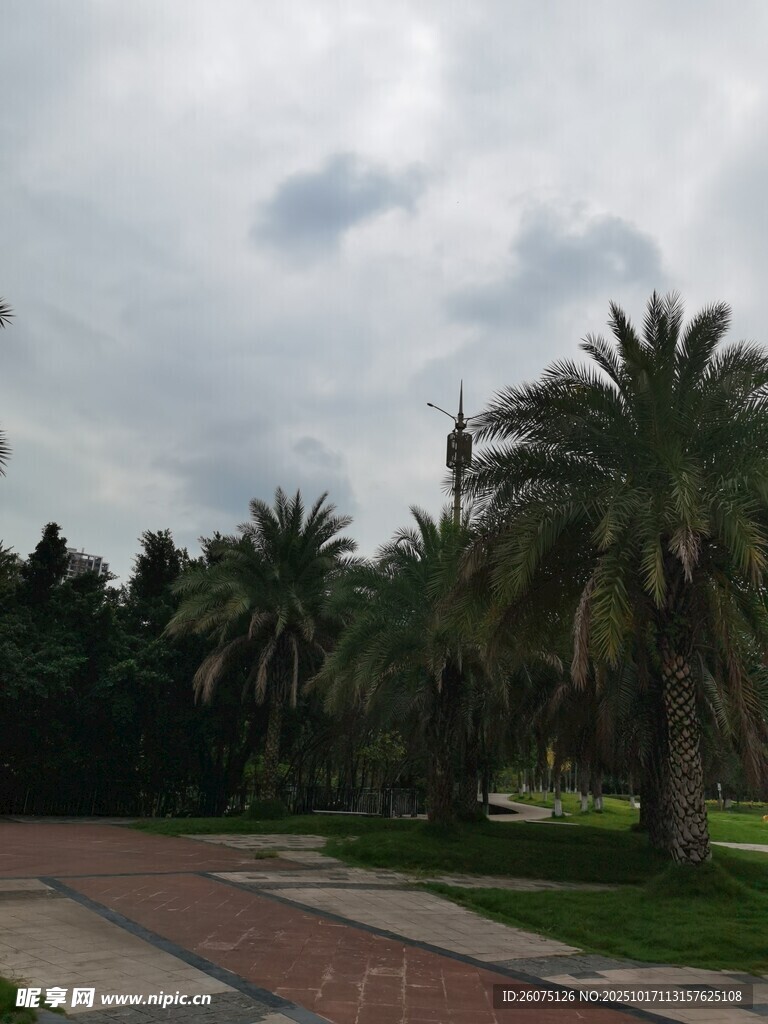 道路旁的葱郁棕榈树