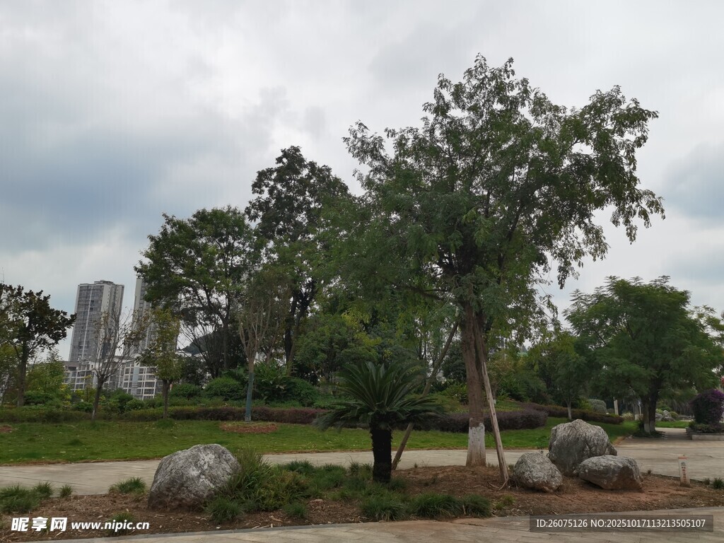公园绿树与远处建筑景观