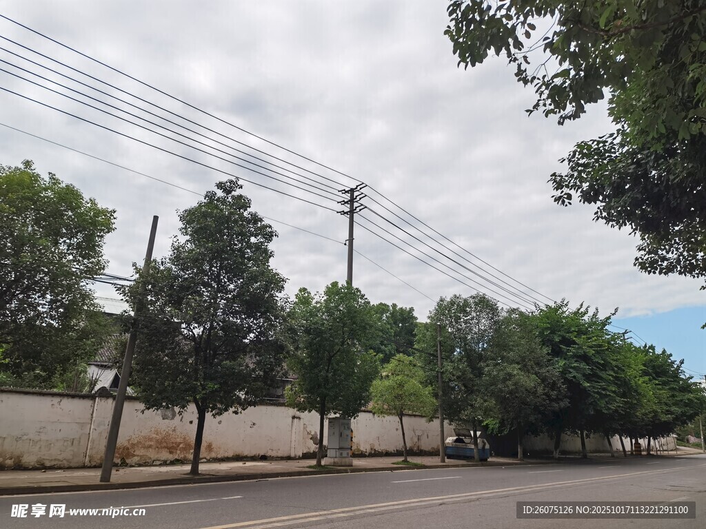 街道绿树与电线景象